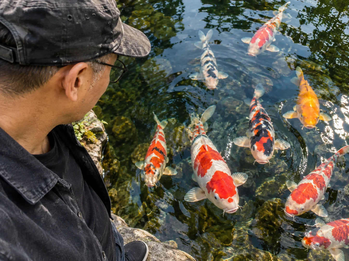 Are Koi Fish Good Pets? Intelligence, Care & What to Expect 7 Koi fish swimming toward their owner at the edge of a pond