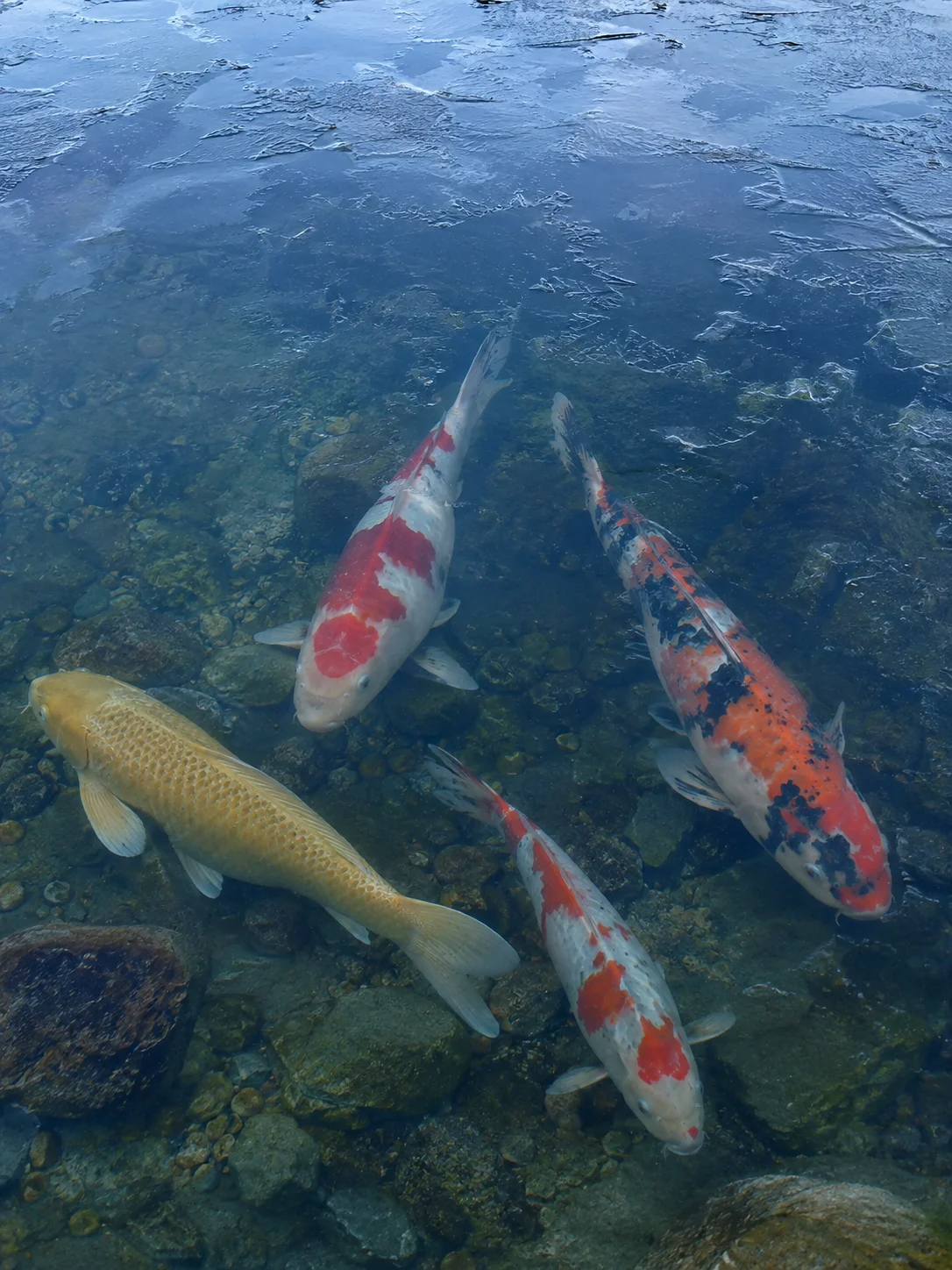 Koi fish resting near the bottom of a pond in winter beneath icy water