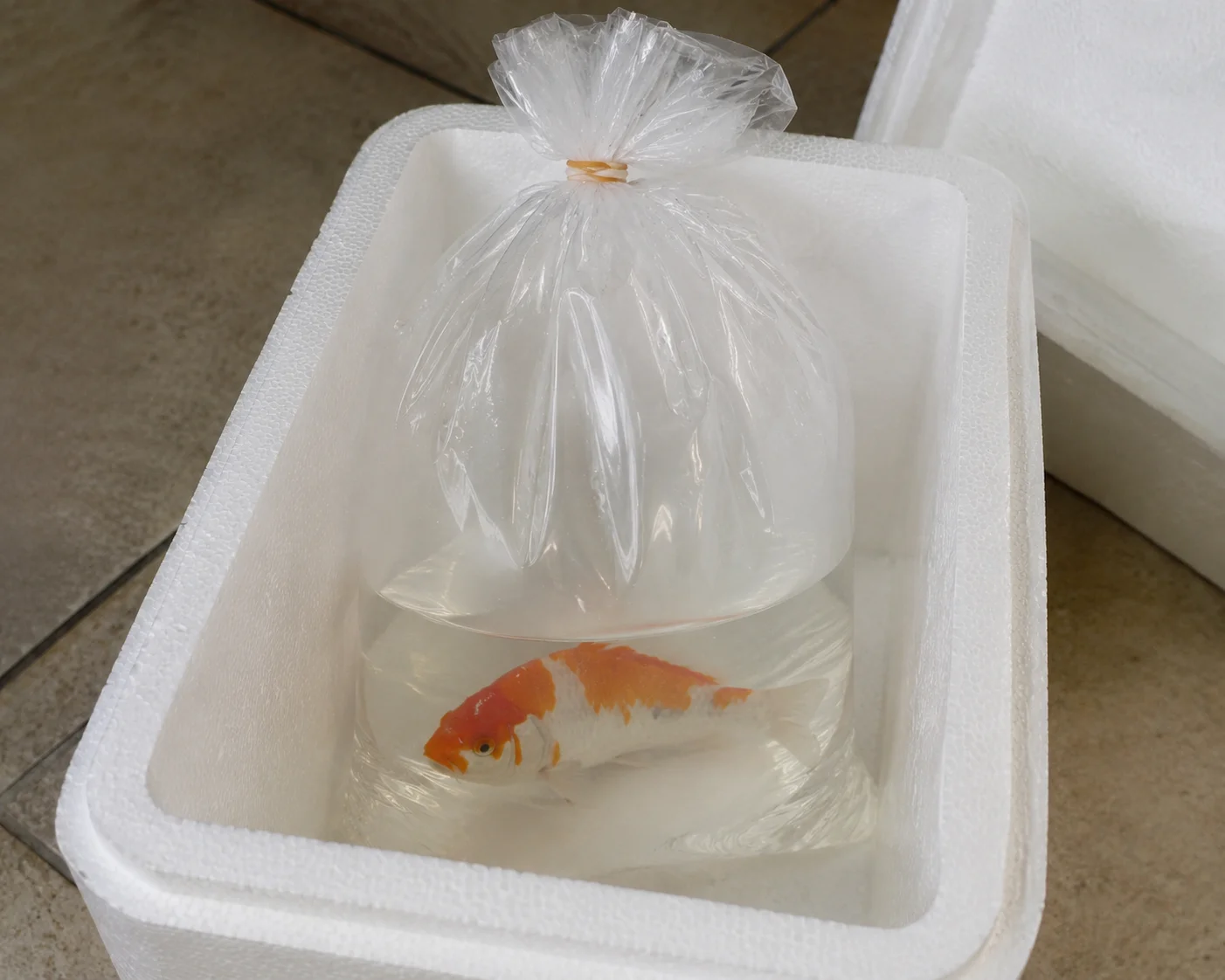 koi fish transport bag with oxygen