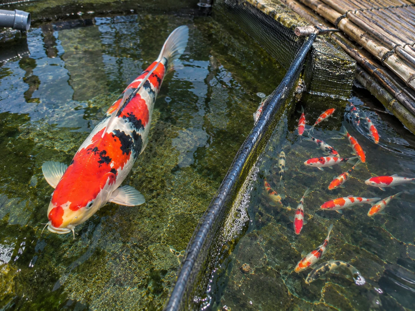 Japanese Koi vs. Local Koi: What Actually Makes the Difference 8 Large mature koi parent stock alongside younger koi fry in a breeding pond