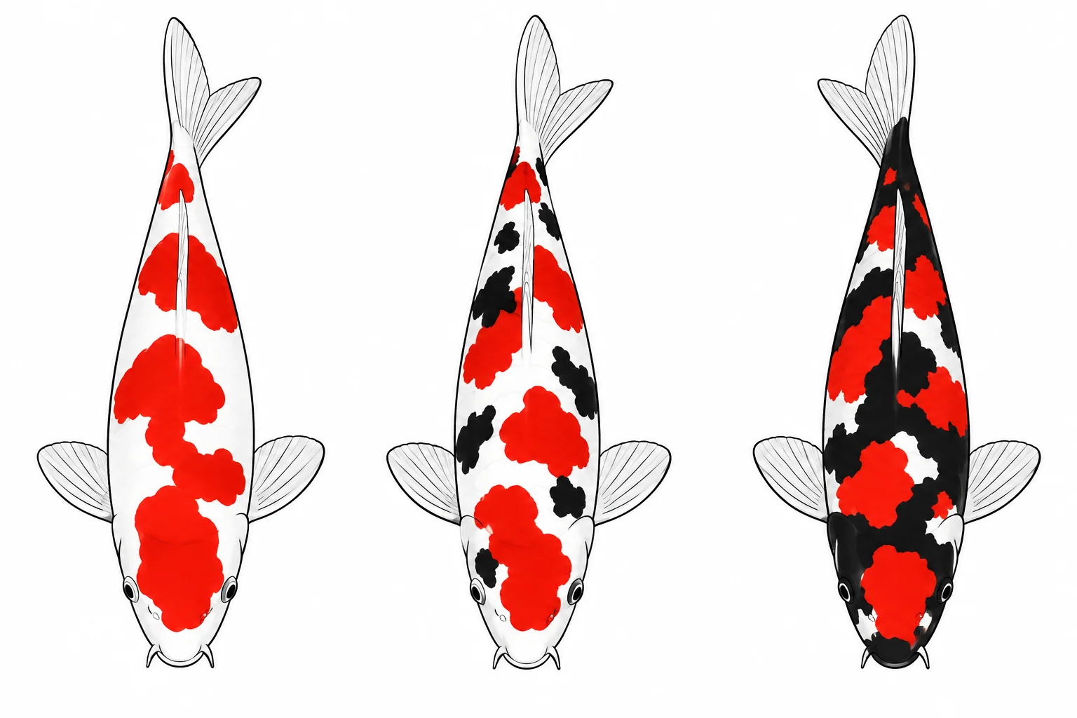 Koi pattern reference sheet showing Kohaku, Sanke, and Showa color patterns