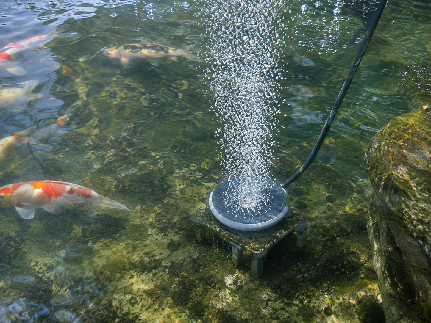 Diffuser stone releasing bubbles in a koi pond, elevated slightly off the bottom