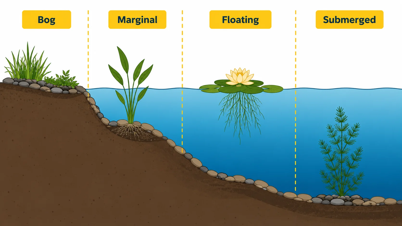 Best Plants for Koi Ponds: 7 Species by Category (+ What Koi Won't Eat) 19 koi pond plant zones diagram bog marginal floating submerged