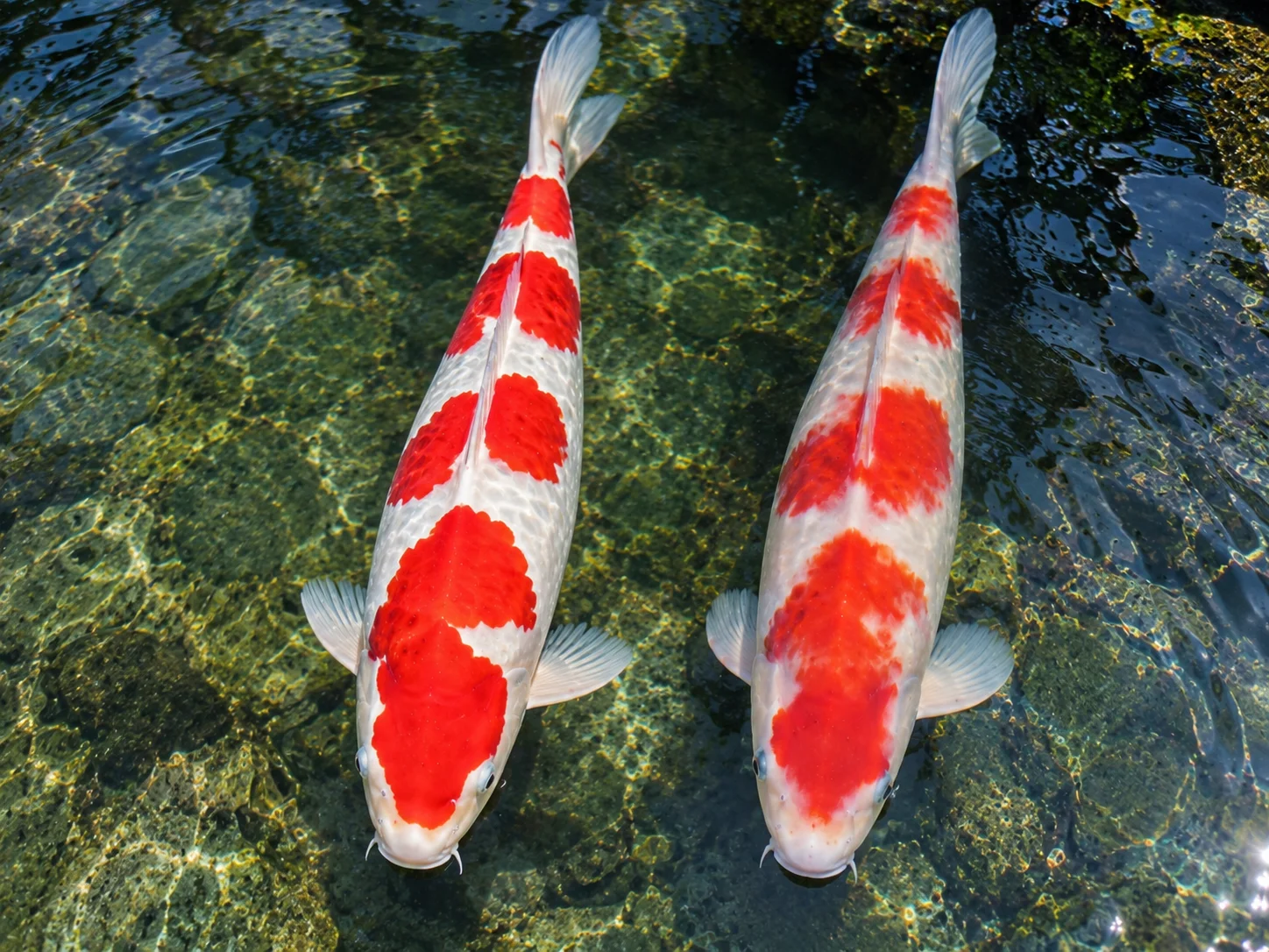 Japanese Koi vs. Local Koi: What Actually Makes the Difference 7 Comparison of sharp versus blurred koi pattern boundary quality