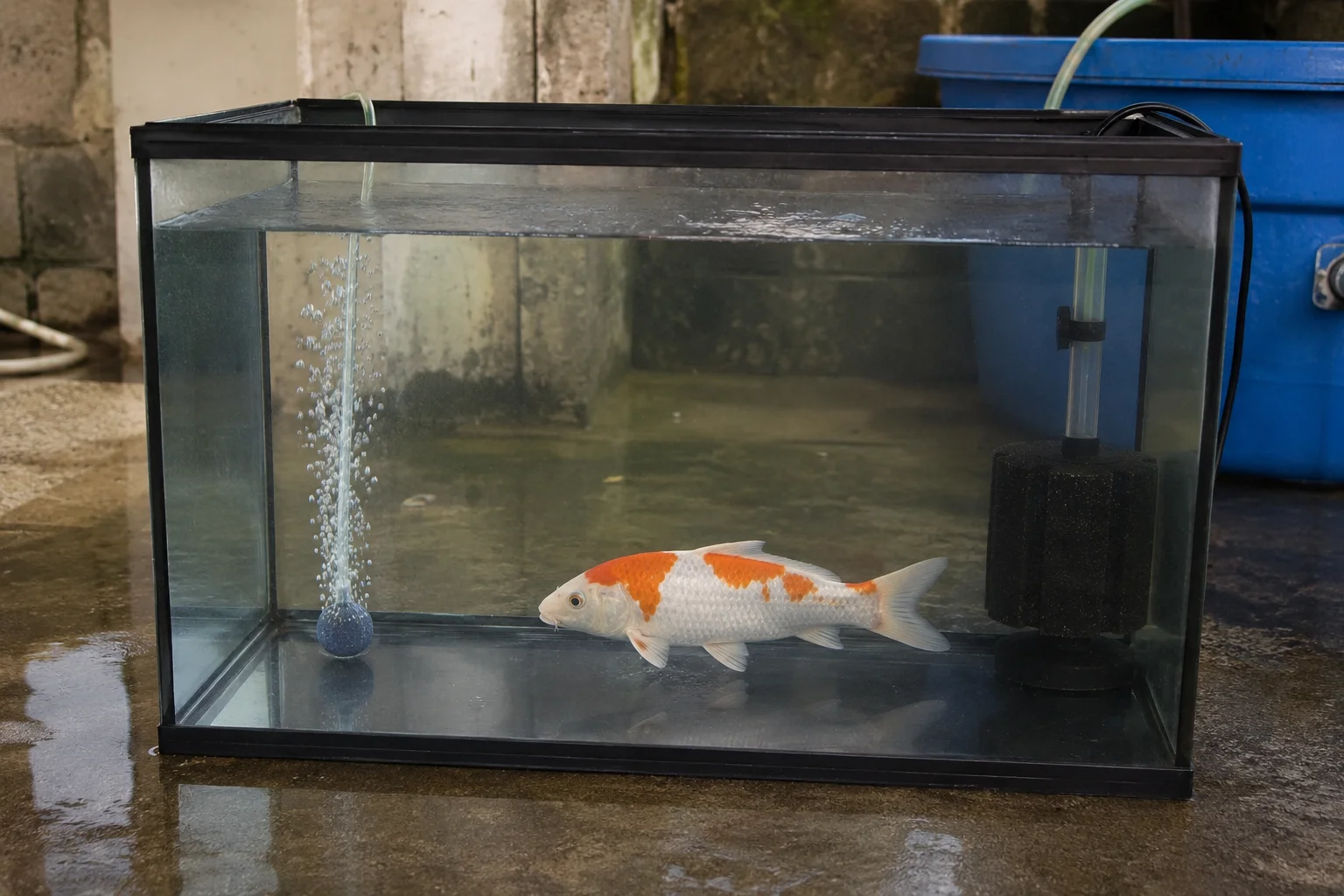 koi quarantine tank setup for new fish