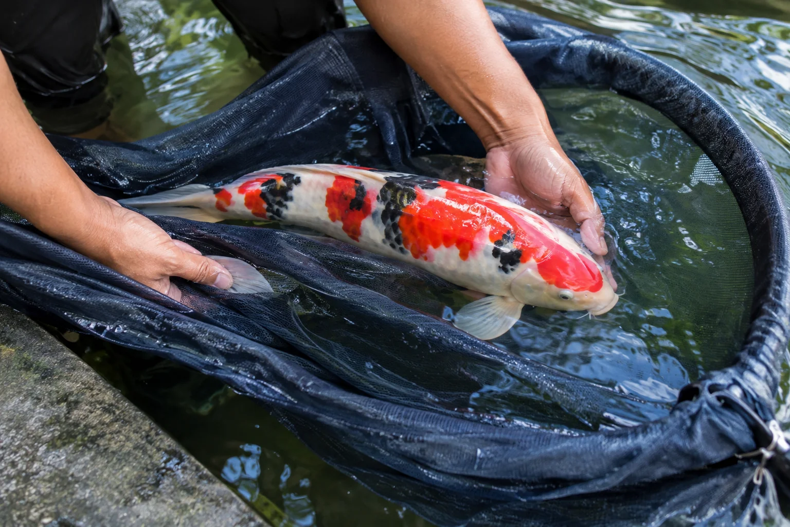 Koi fish being gently guided into a soft sock net