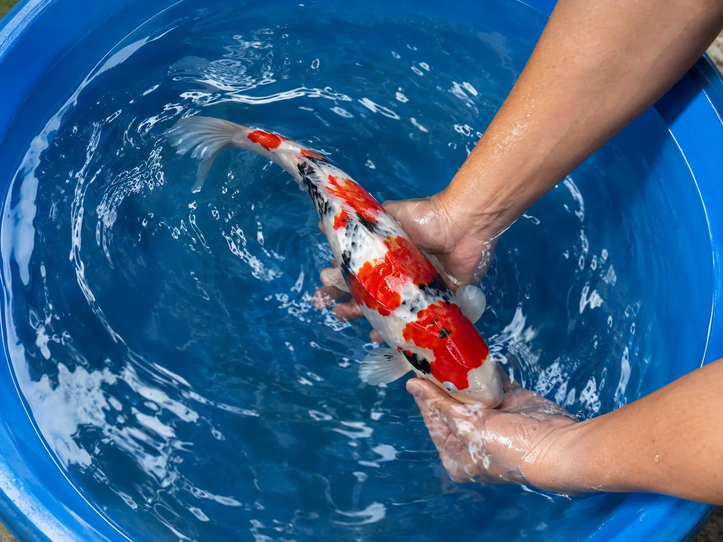 Gently spinning a koi fish in a bowl of water for brief handling