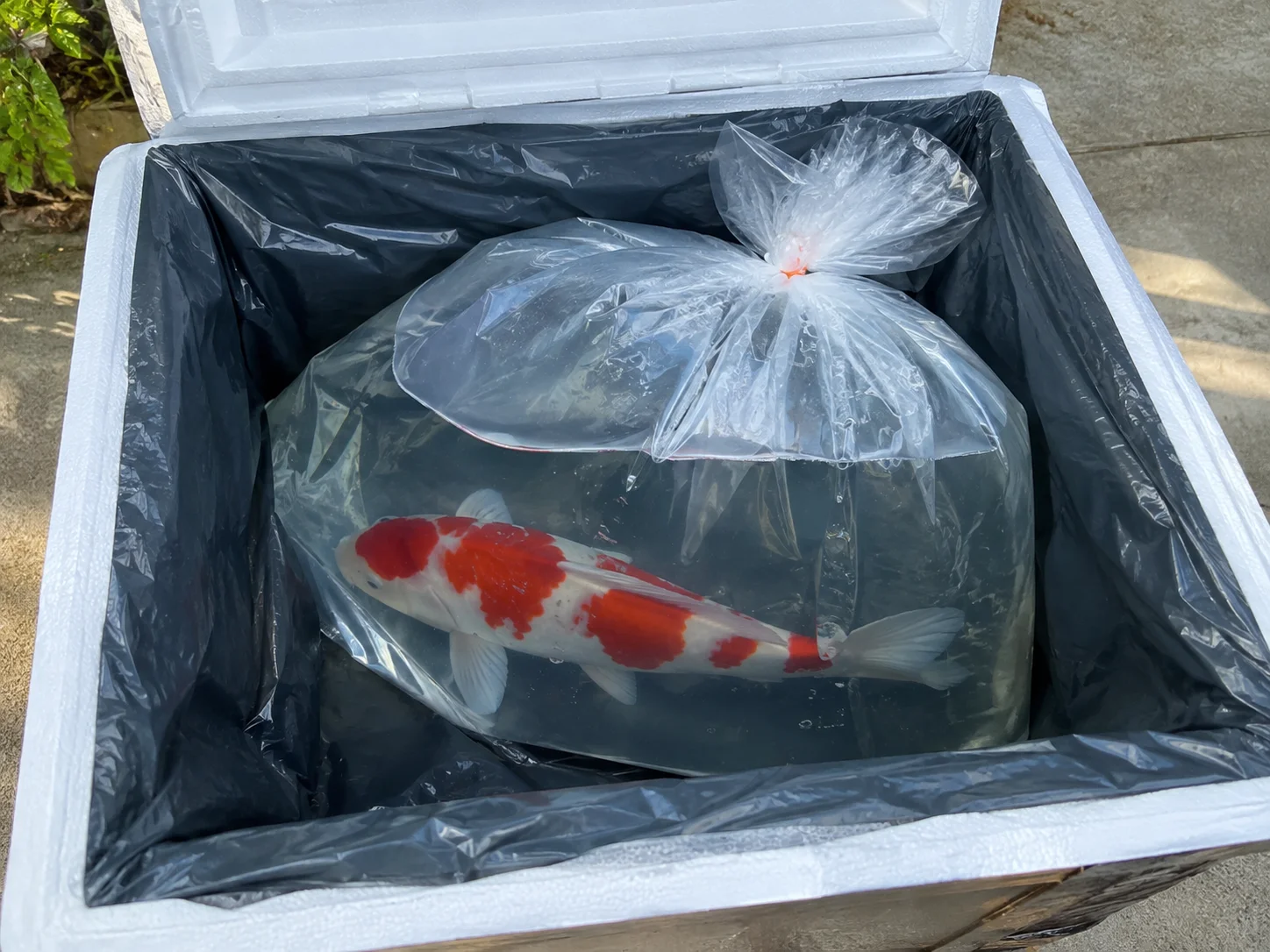 Bagged koi fish ready for transport in an insulated cooler