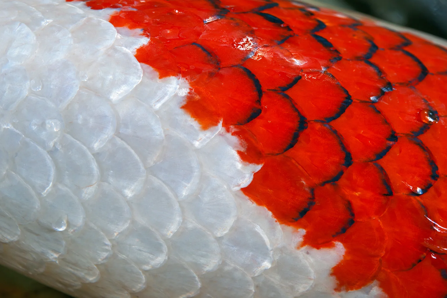 Close-up of Koromo koi scale edging staying confined to red pattern areas