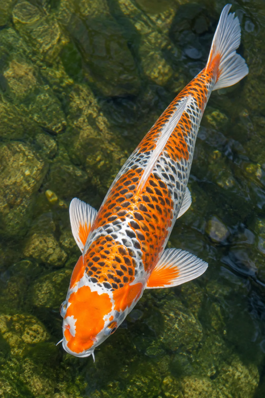 Kujaku koi with metallic peacock-like reticulated pattern