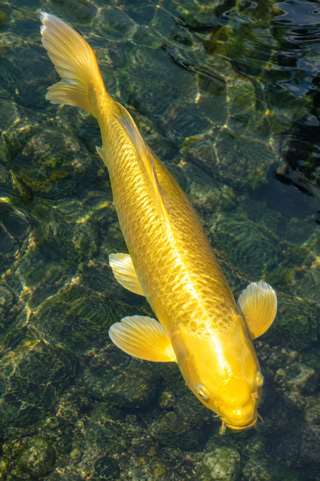 Ogon koi with solid metallic gold sheen