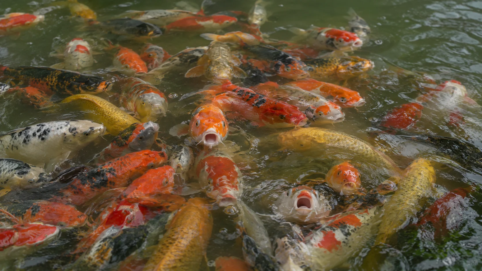 Signs of an overstocked koi pond — crowded fish and cloudy water