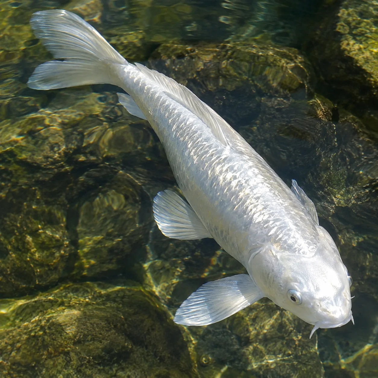 Platinum Ogon koi showing its bright metallic white sheen
