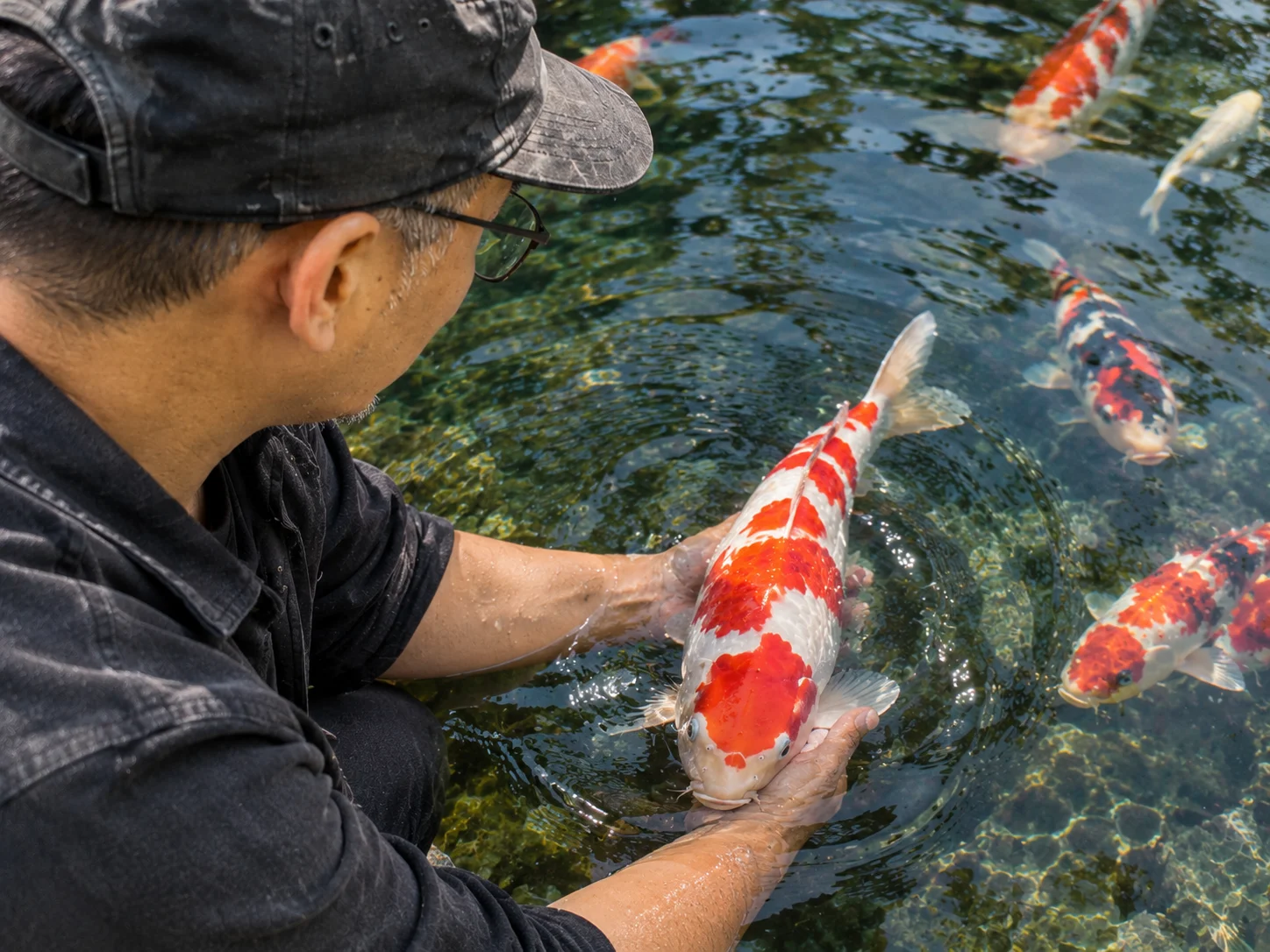 Are Koi Fish Good Pets? Intelligence, Care & What to Expect 8 Proper technique for gently handling a koi fish during a health check