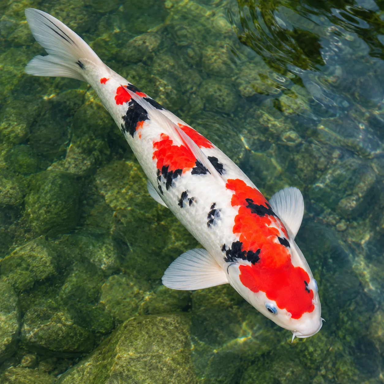 Sanke tricolor koi with white, red, and black markings
