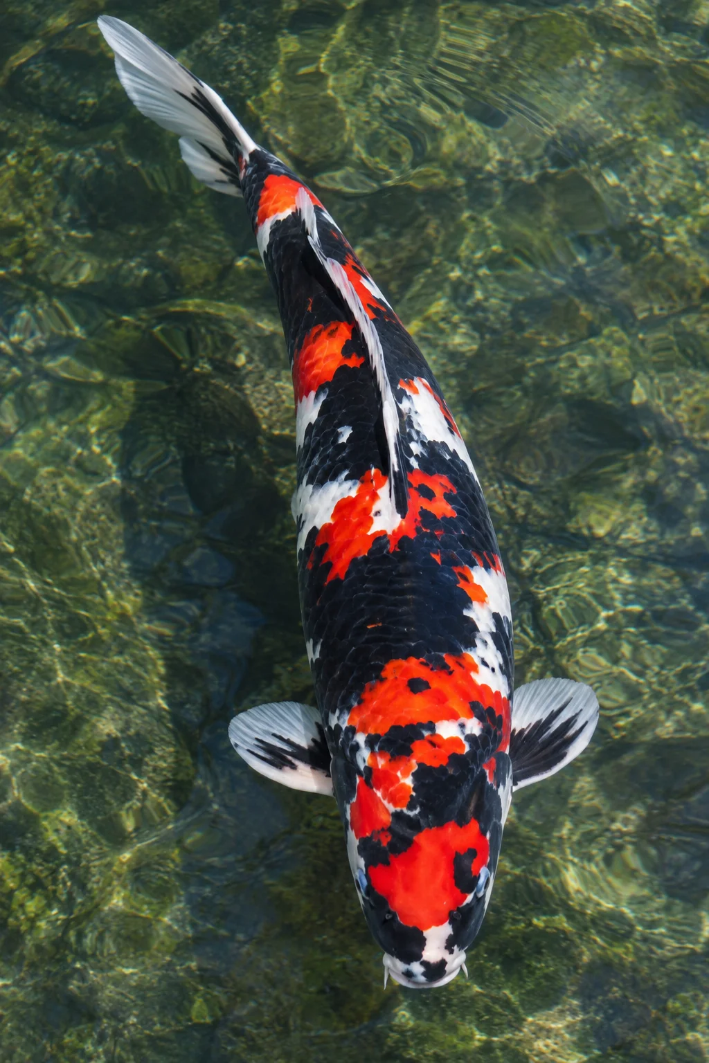 Showa koi with black base and red and white markings