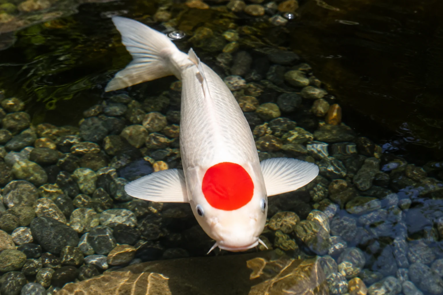Tancho Kohaku koi red head marking