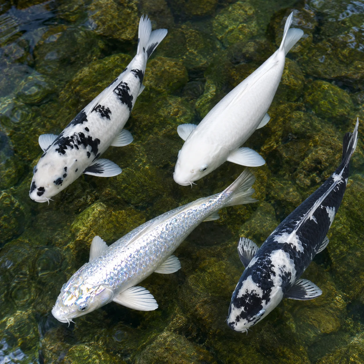 Comparison of four white koi varieties: Shiro Bekko, Shiro Muji, Platinum Ogon, and Shiro Utsuri