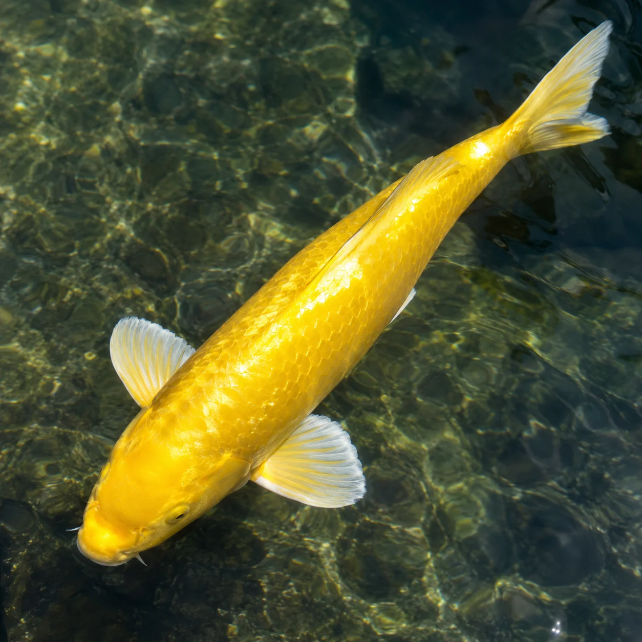 Yamabuki Ogon koi with solid metallic golden sheen