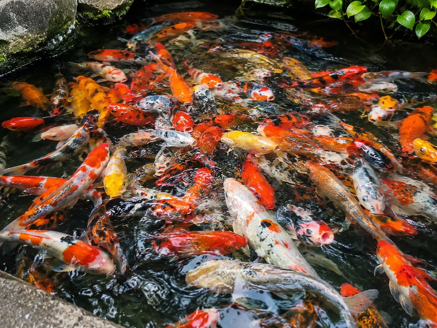 Overcrowded koi pond with too many fish