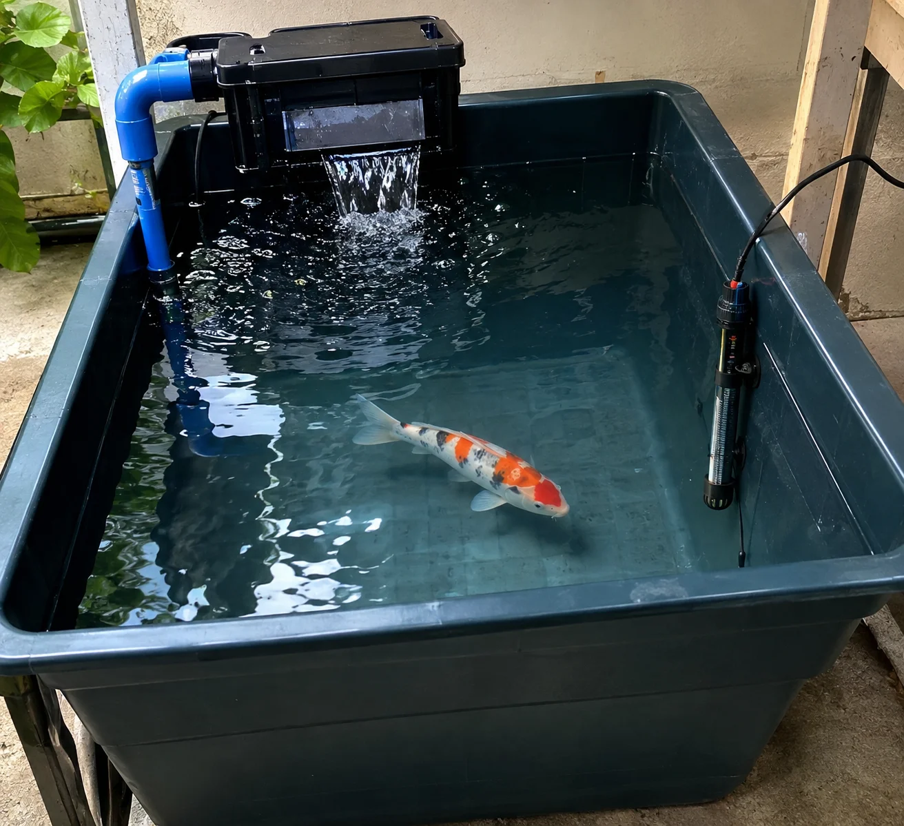 Koi quarantine tank setup for new fish