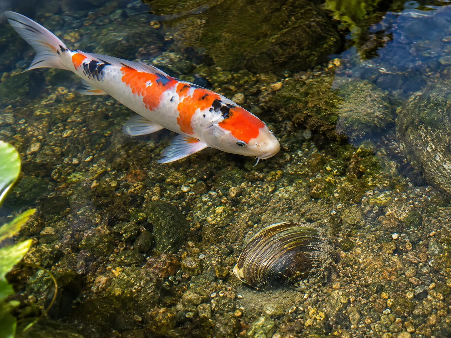 Koi fish and pond clam compatibility in a koi pond