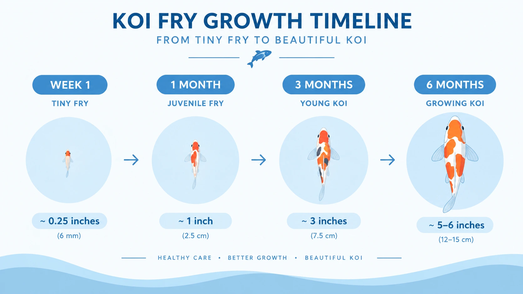 Raising Koi Fry: 7 Expert Tips for Healthy & Vibrant Growth 6 Koi fry growth chart by age