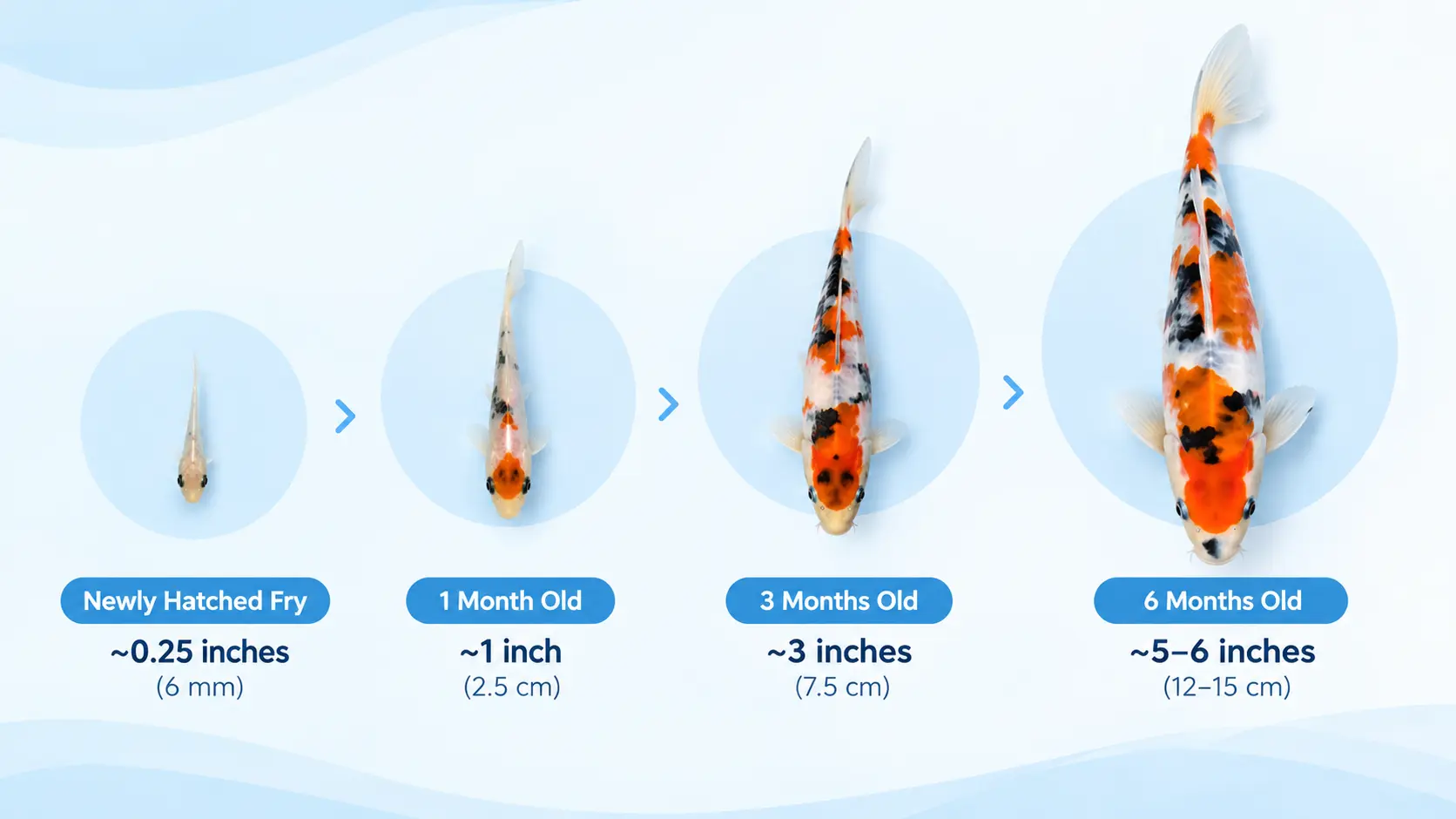 Koi Fry Growth Chart: Raising Koi Fry Guide 7 Koi fry growth stages by age, from newly hatched to 6 months