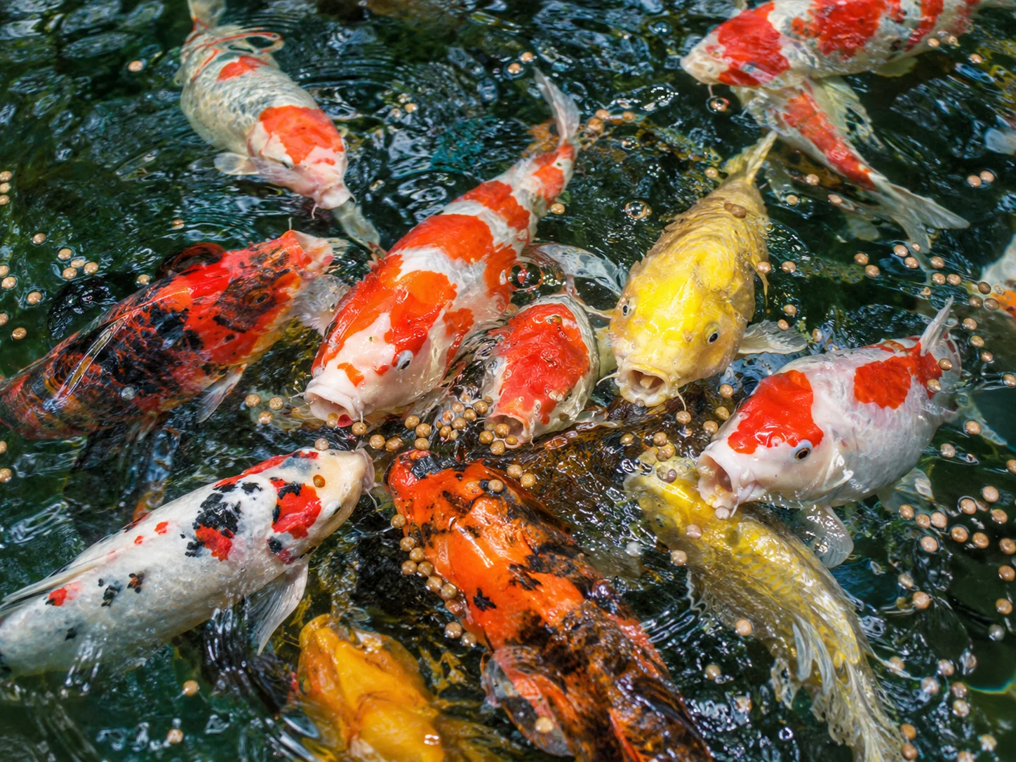 Overfeeding koi fish at a pond